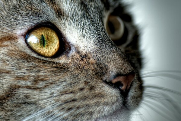 Un regard attentif sur le museau des chats