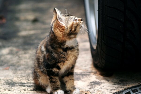 The kitten is sitting near the wheel on the road