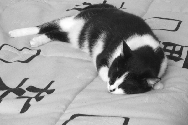 A black and white dream of a cat of the same color