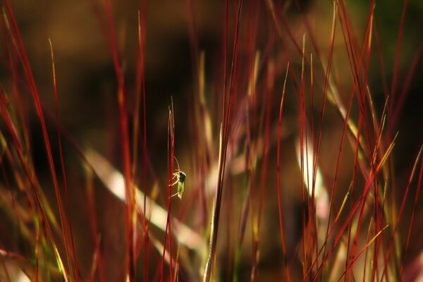 A small bug is sitting on the red grass