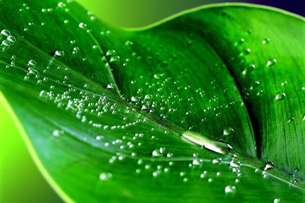 Foto macro di perline di rugiada su una foglia verde brillante