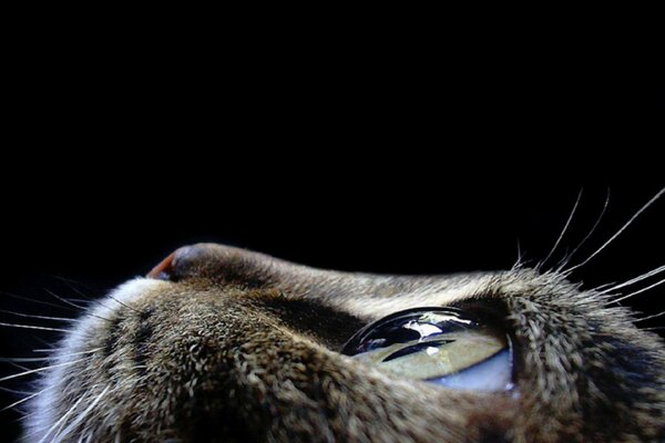 The sharpened gaze of a cat up close