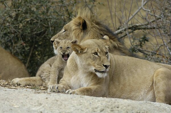 A family of lions with a kitten