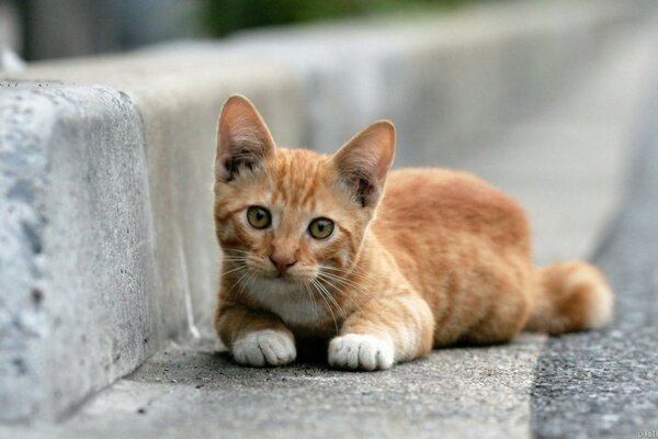 A red-haired kitten is lying near the curb