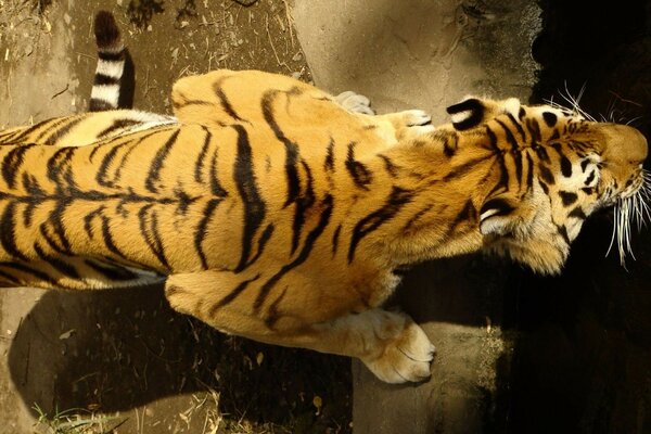 Gelb-schwarzer Tiger Rückenansicht von oben