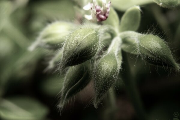 A blooming flower in macro shooting mode