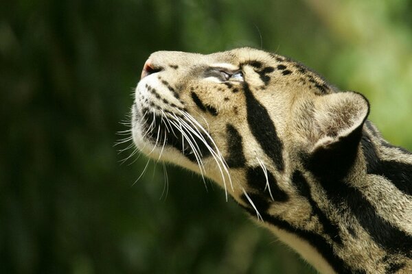 Leopardo ahumado mirando hacia arriba