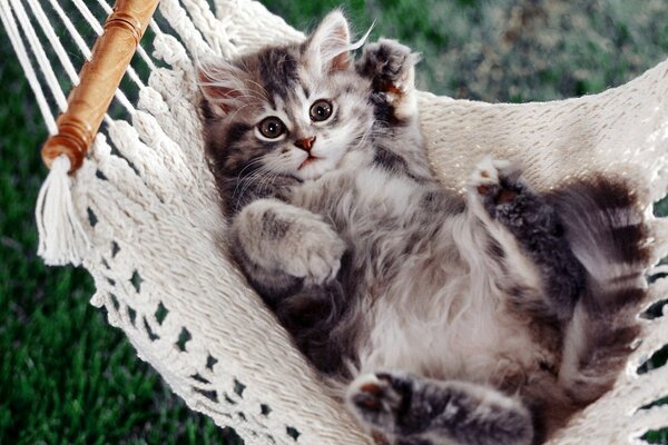 The kitten is lying on its back in a hammock