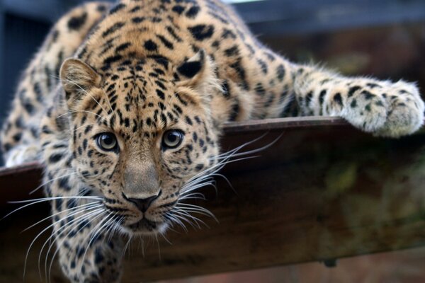 A wild cat looks straight into the eyes