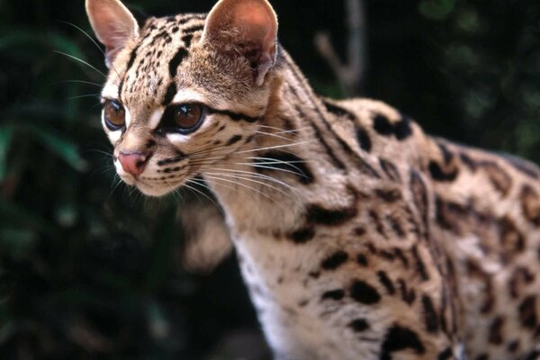 A wonderful cat with big eyes