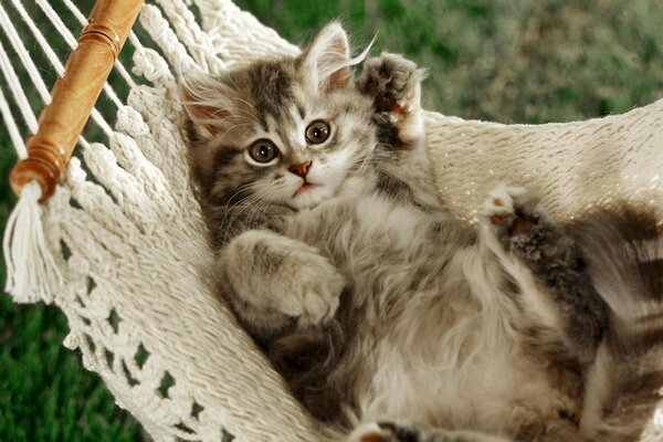 The kitten is lying on its back in a hammock