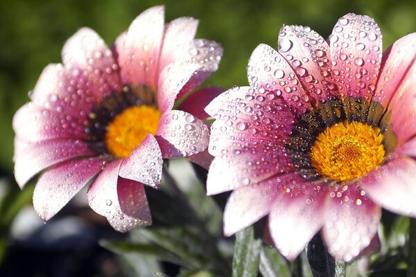 Gotas de rocío en las flores de verano