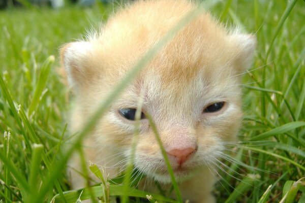 Joven gato en la hierba entrecerró los ojos