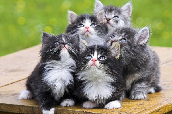Fünf kleine flauschige Kätzchen