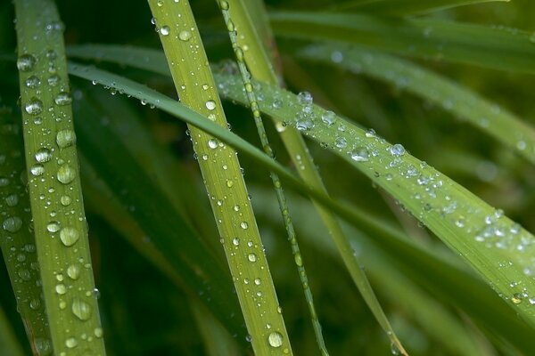 Gotas de rocío en hojas verdes