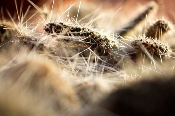 Macro d une chenille hirsute avec des aiguilles