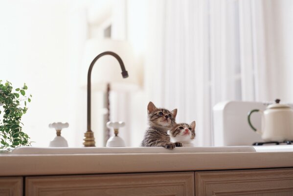 There are little kittens sitting in the kitchen near the faucet