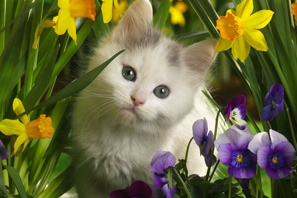 Lindo gato caminando en las flores