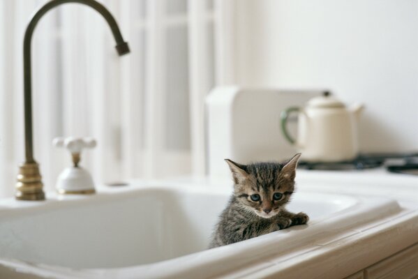 Un gatito se asoma por el fregadero de la cocina