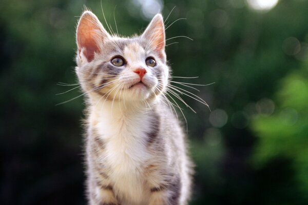 Spotted kitten in nature