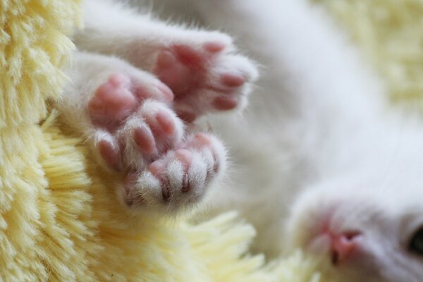 Chat blanc talons roses