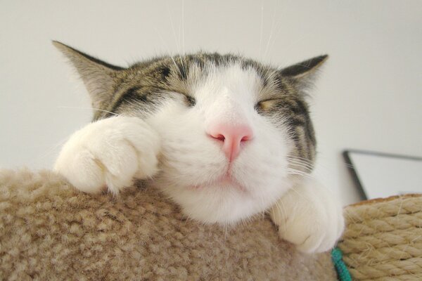 Faccia di un gatto addormentato con zampe primo piano