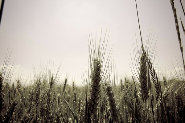 Glatter Luftdruck im grauen Feld