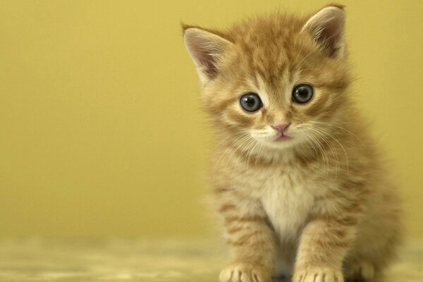 A red-haired little kitten with a sad look