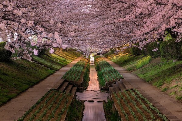 Sakura Park in Giappone. Affascinante
