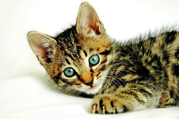 Playful kitten on a white bedspread