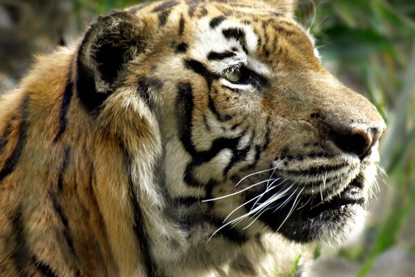 A look into the distance of a black and yellow tiger