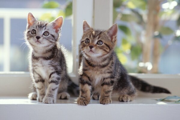 Two kittens are standing on the windowsill