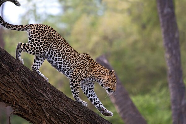 Un leopardo desciende por el tronco de un árbol