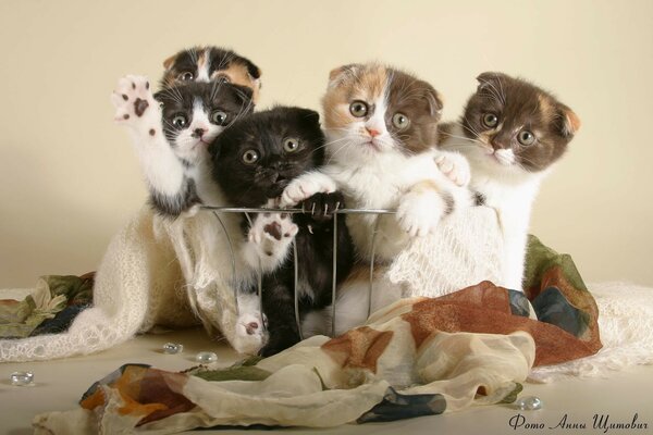 Kittens of British breed in a basket