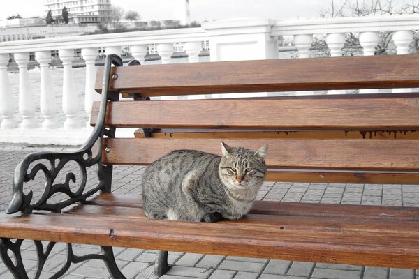 Katze auf einer Bank an der Strandpromenade am Meer