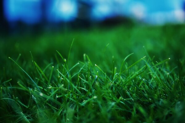 Macro di erba verde leggermente sfocata
