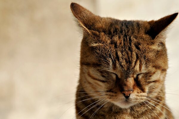 Deep meditation of a wise cat