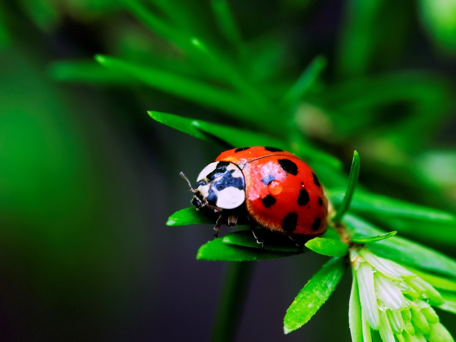 macro foglia coccinella