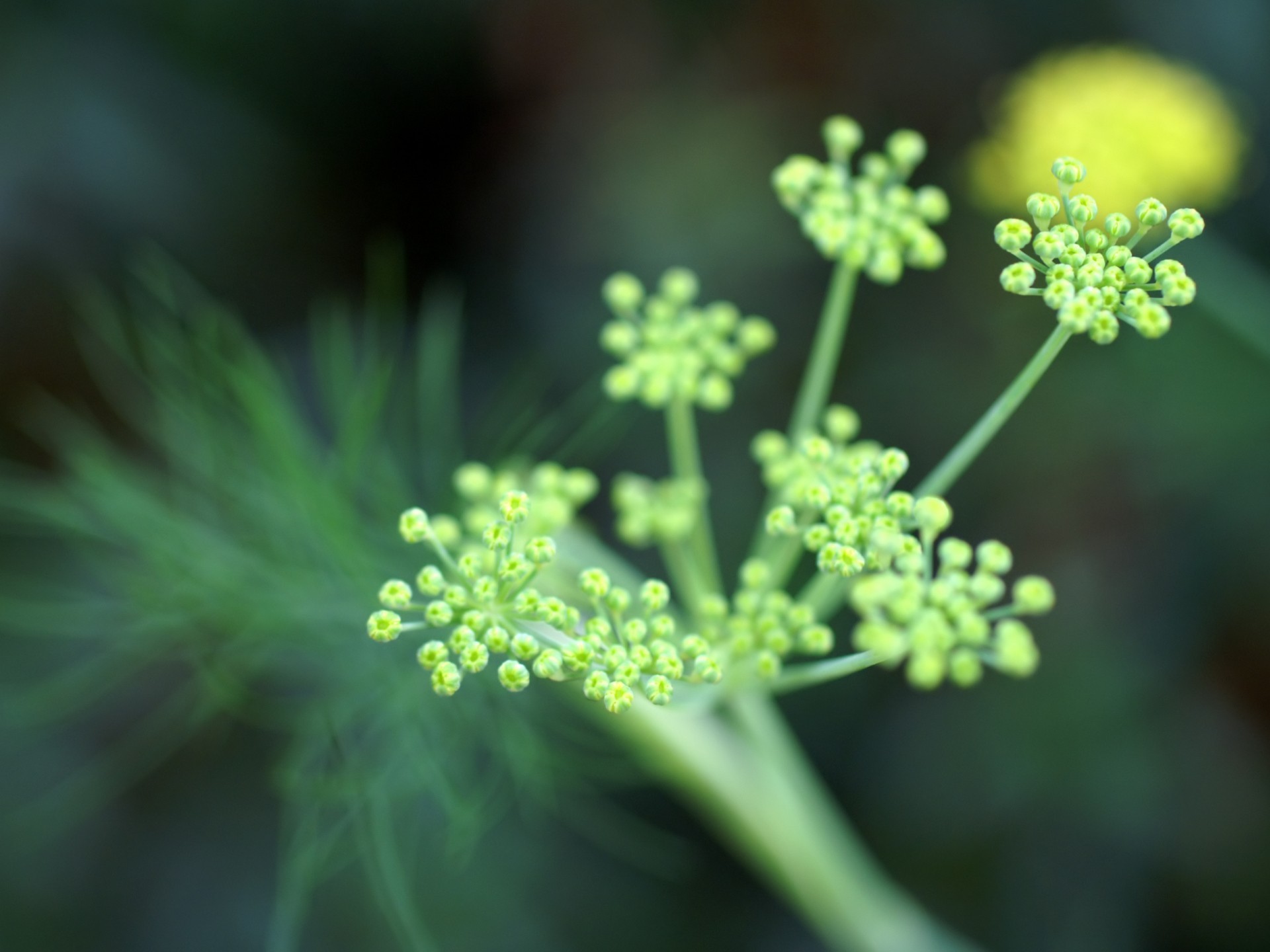 verde messa a fuoco fiori