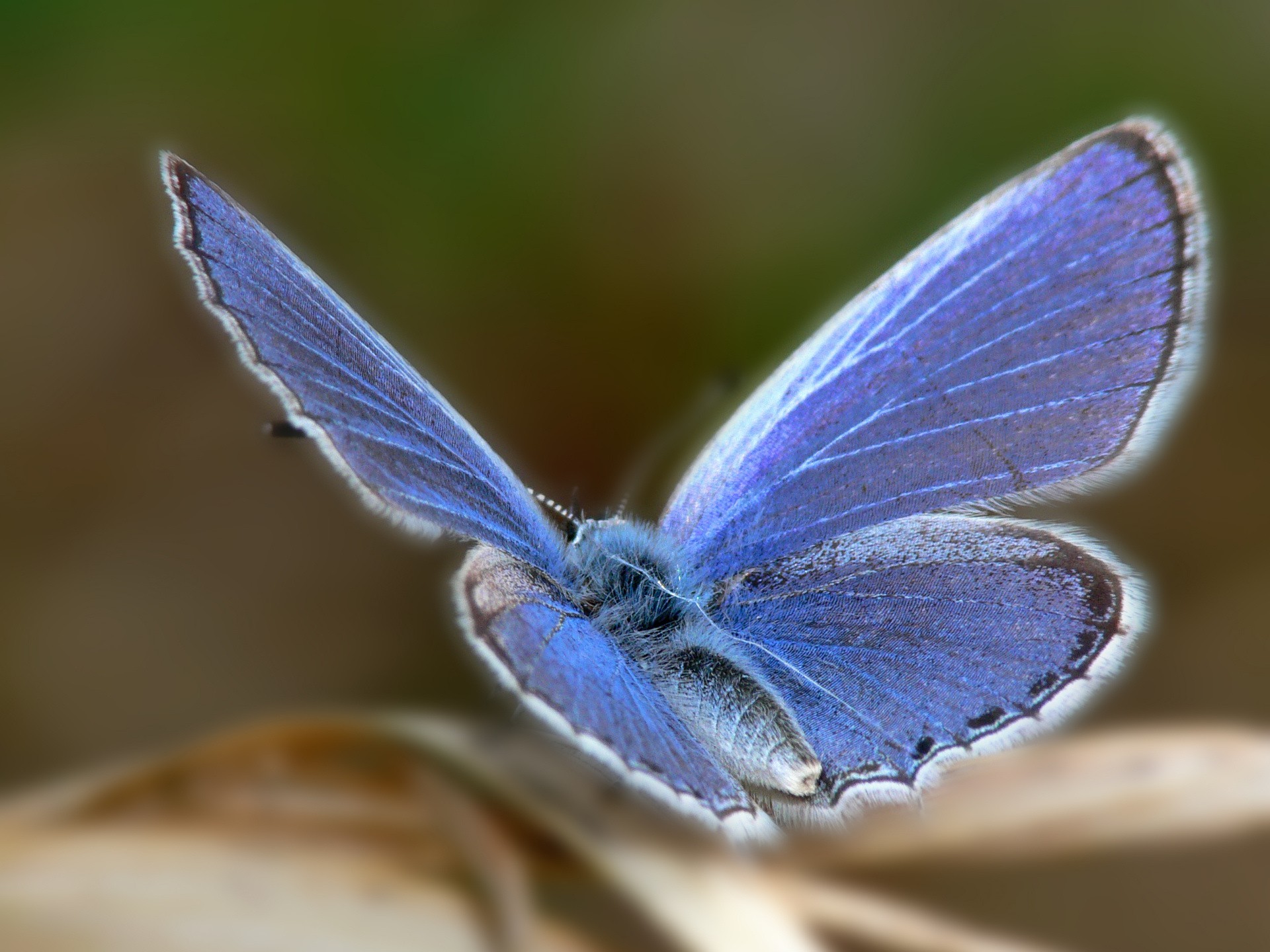 butterfly focus blue