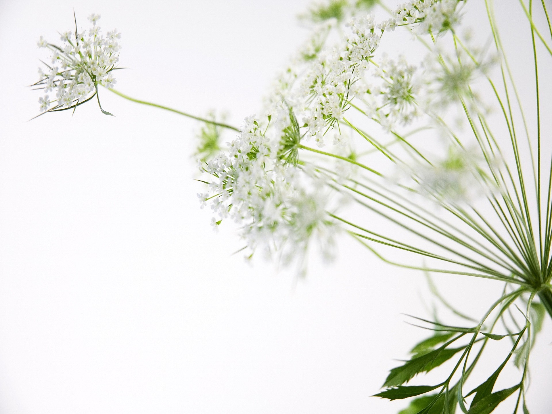 flower close-up