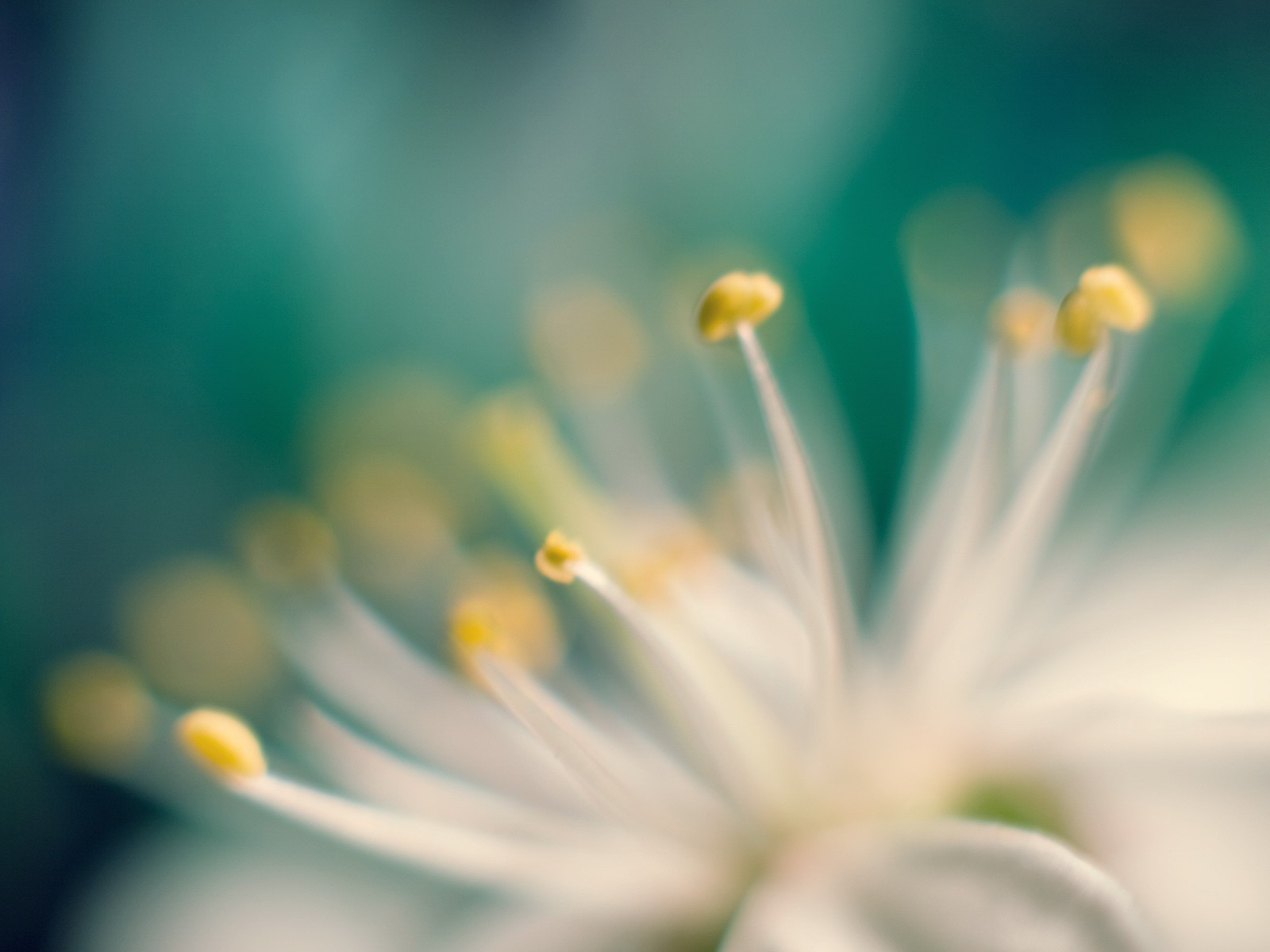 flower close-up photo