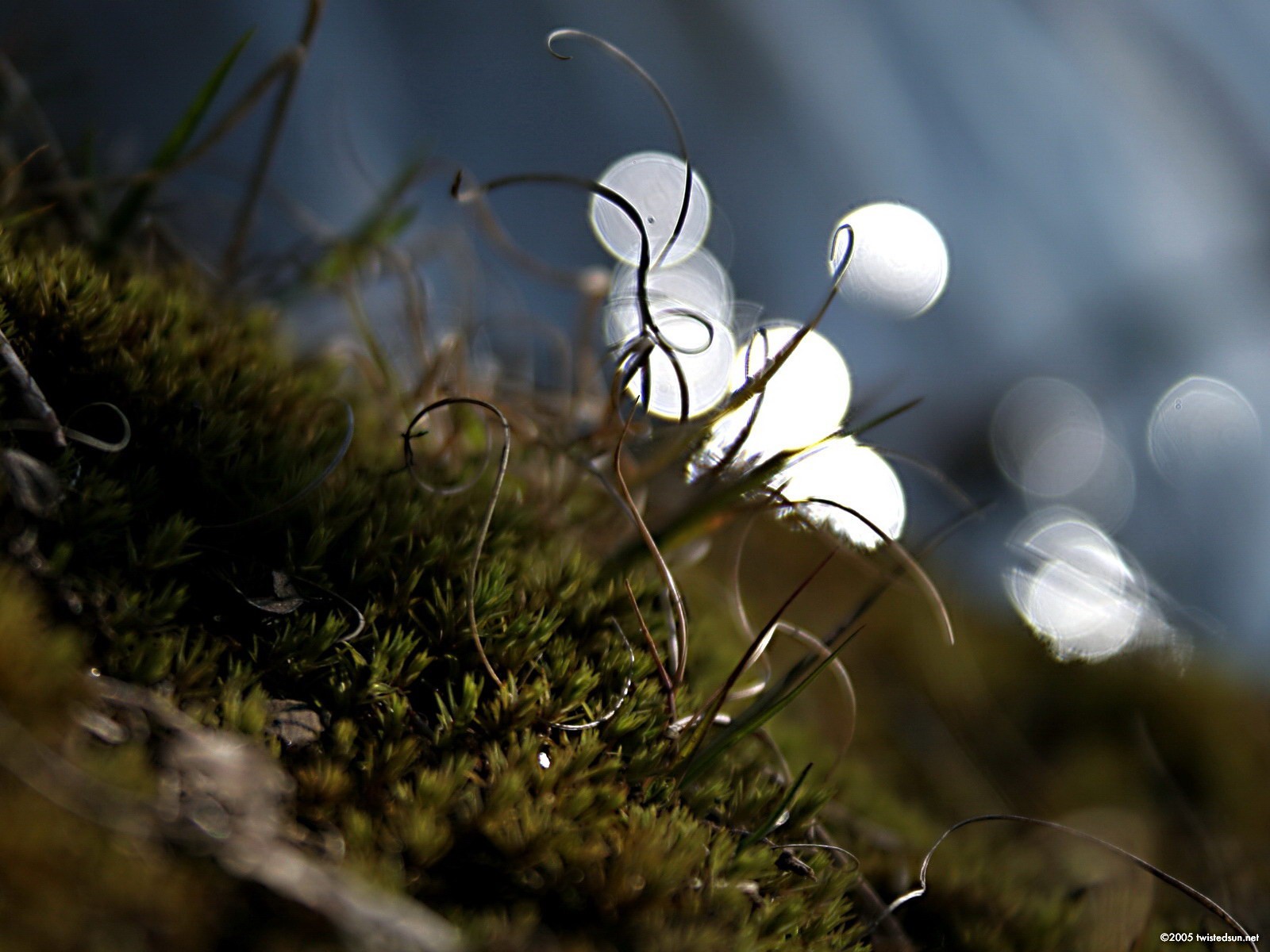 herbe mousse macro