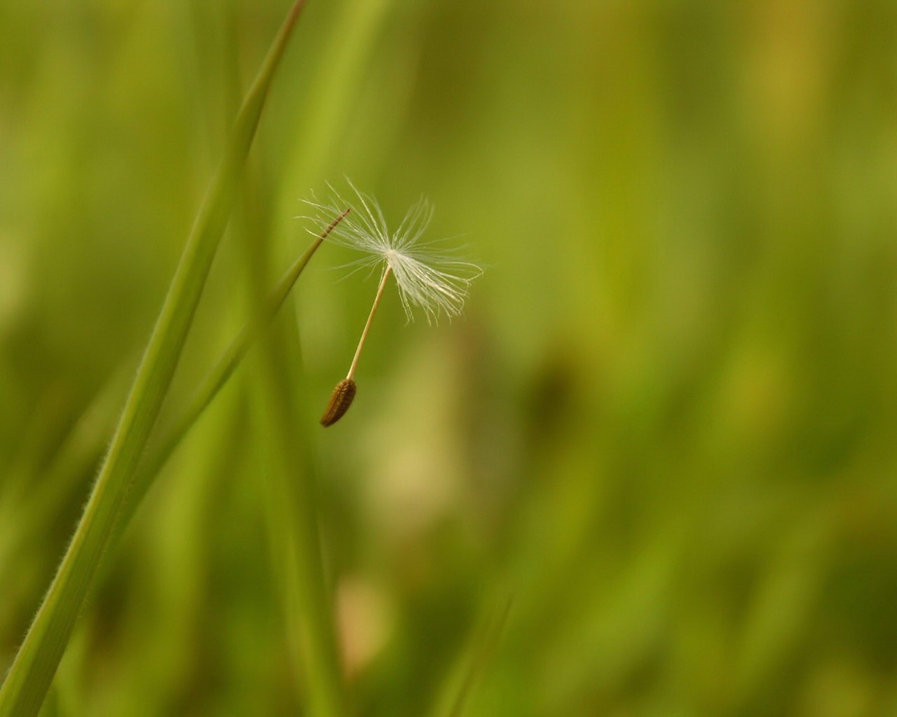 pelusa vuelo verde