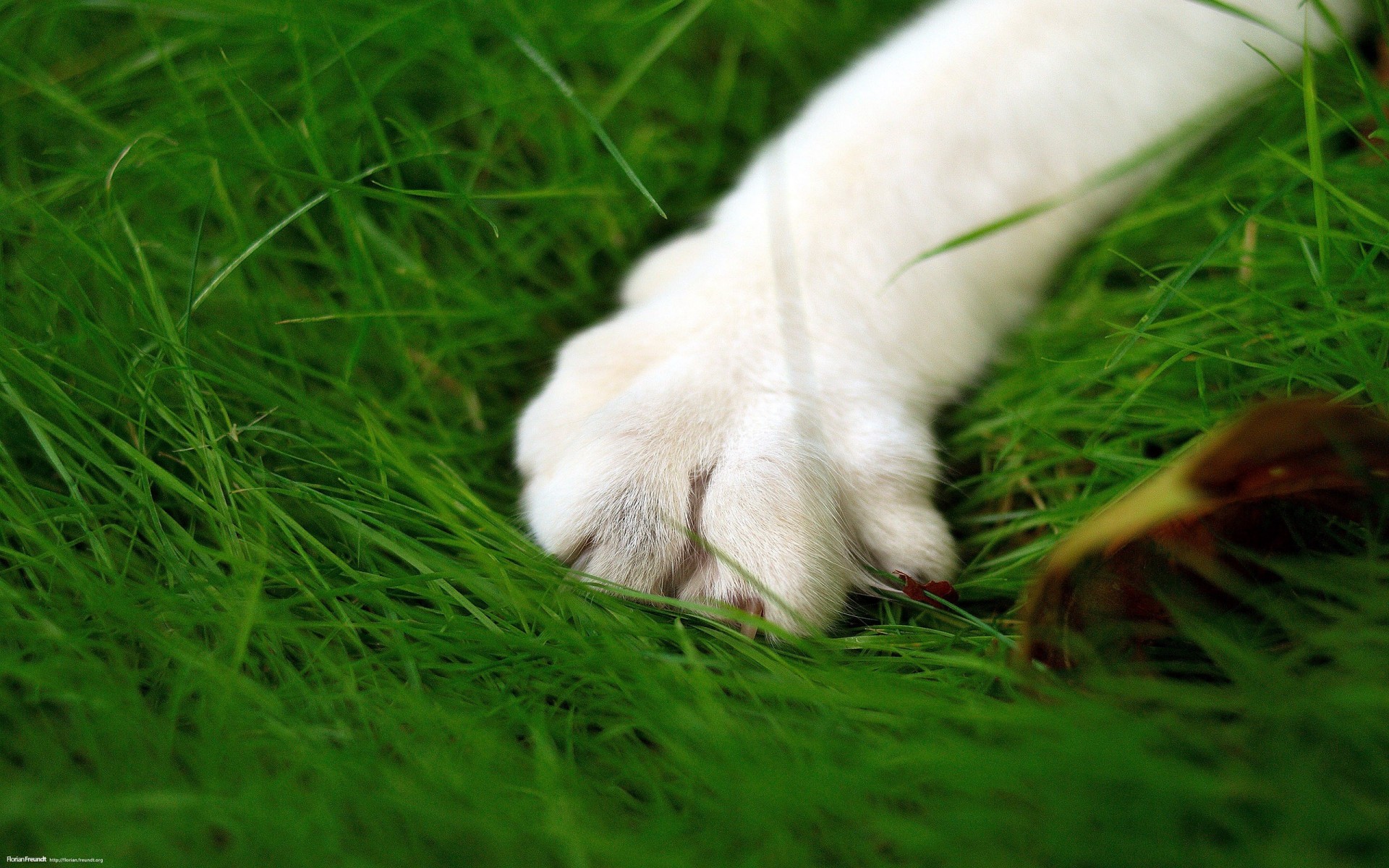 green cat paw close-up