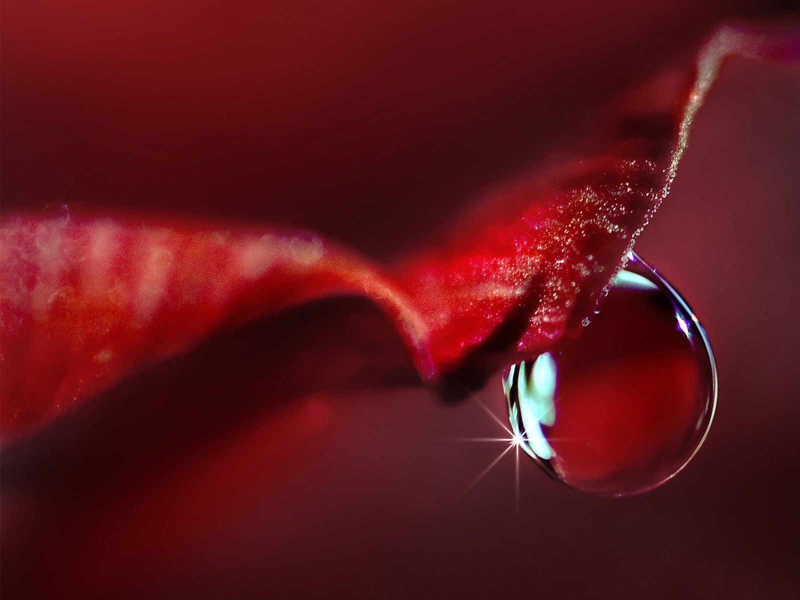 drop close up petals red