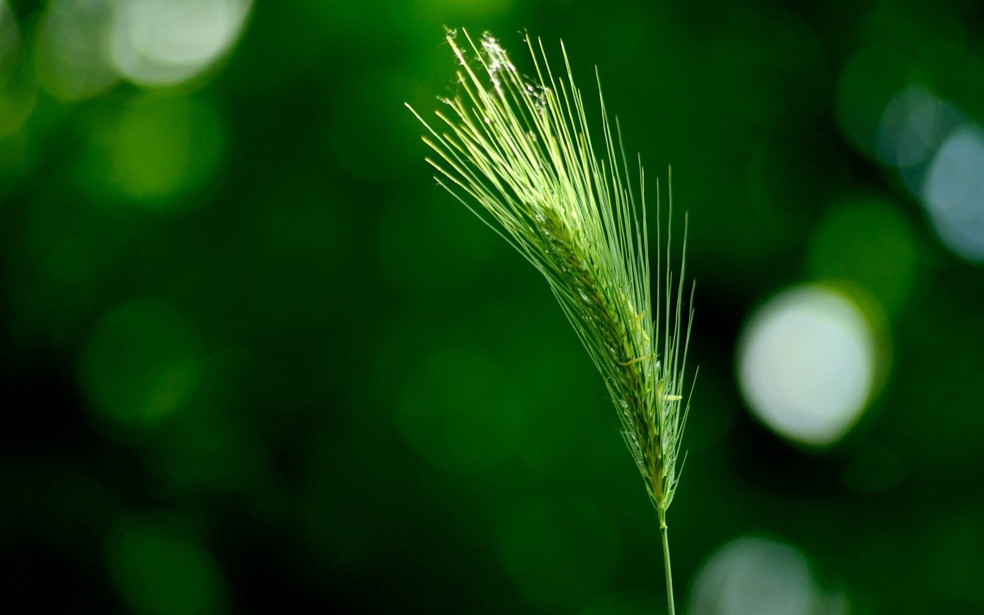 green spike flower