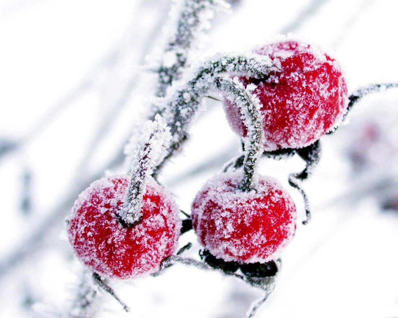 cherry snow winter