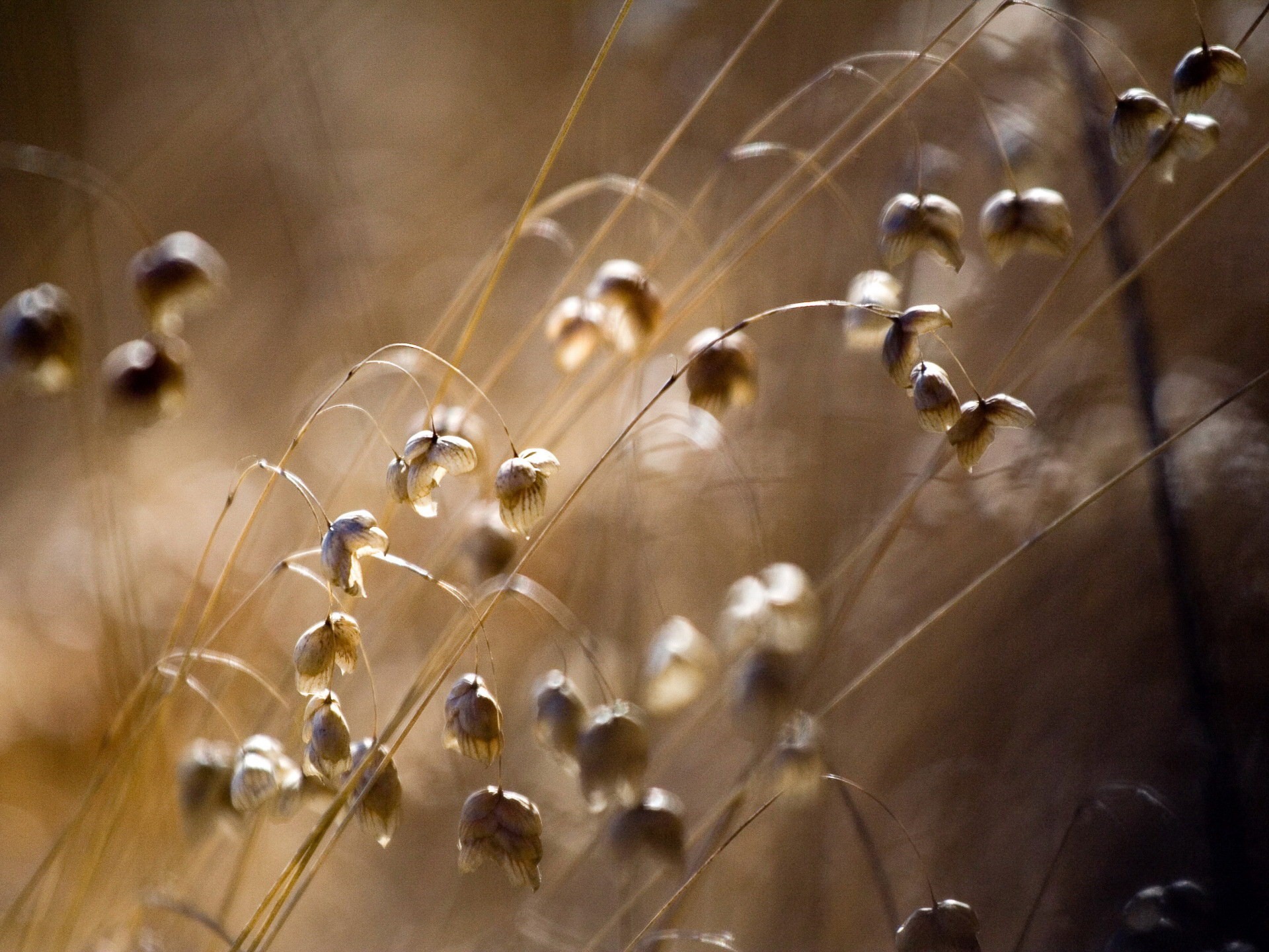 campo fiori fotografia macro