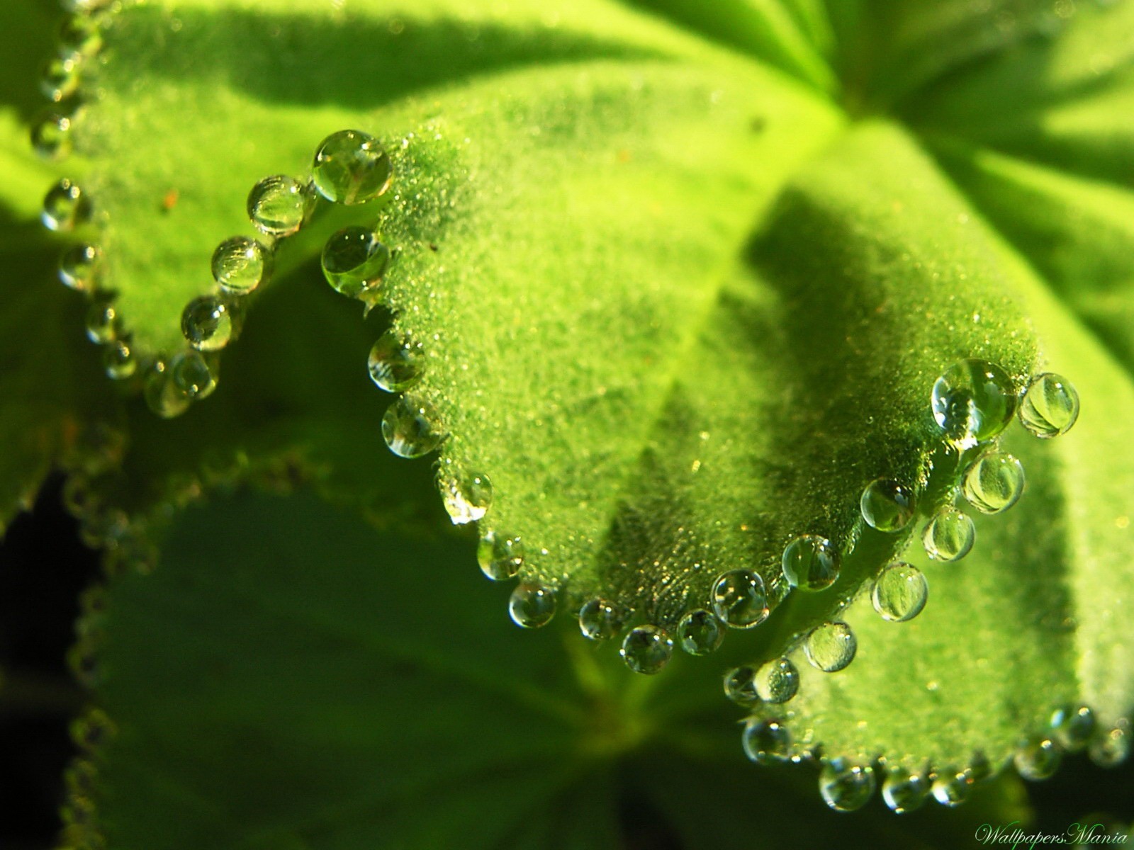 gotas verdes hoja borde